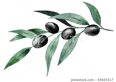 Watercolor branch with black olives. Hand drawn botanical illustration of olea plant. 84685817