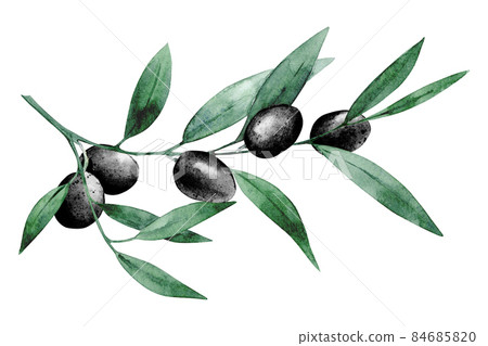 Watercolor green leaves with black olives. Hand drawn branch of mediterranean plant with fruits. Element for packaging, greeting card and oil lable design. 84685820