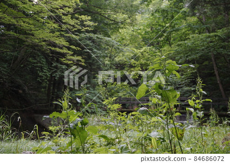 Plants that are exposed to light 84686072