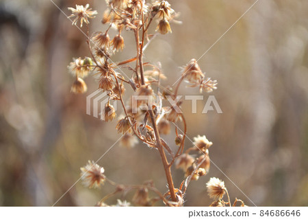 Field delicate flower in the light of the sun. 84686646