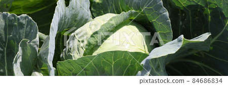 Cabbage leaves illuminated by rising rays of sun closeup Cabbage leaves illuminated by rising rays of sun closeup 84686834