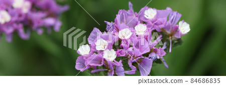 Purple statice flowers on field. Bright wildflowers 84686835
