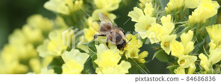 Bee pollinates yellow statice flowers in field closeup Bee pollinates yellow statice flowers in field closeup 84686836