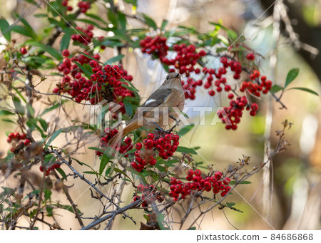 Daurian Redstart that came to the red fruit of the winter sun 84686868