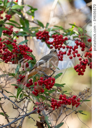 Daurian Redstart that came to the red fruit of the winter sun Daurian Redstart that came to the red fruit of the winter sun 84686870