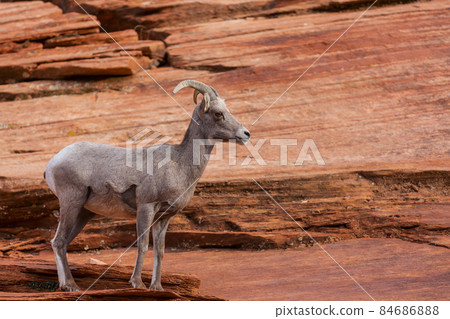 Mountain goat 84686888