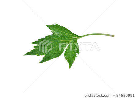 fresh mugwort leaves isolated on white background. 84686991