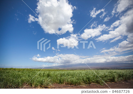 毛伊島、哈雷阿卡拉山和甘蔗田 84687726