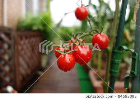After the rain, red cherry tomatoes on the roof balcony with drops After the rain, red cherry tomatoes on the roof balcony with drops 84688098