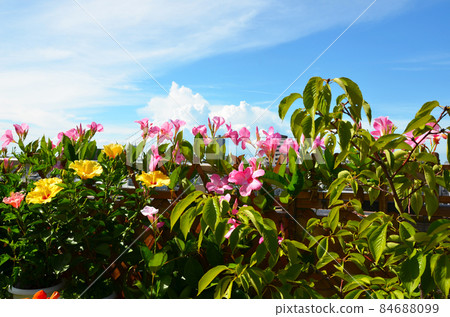 Summer balcony full of flowers in the blue sky 84688099
