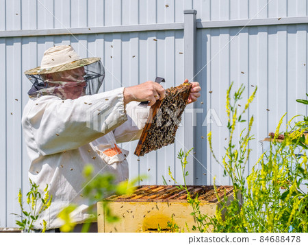 A beekeeper in protective clothing holds a frame with honeycombs. 84688478