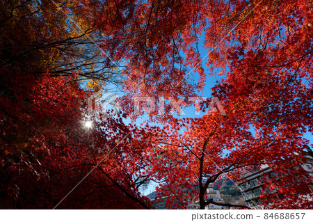 Autumn leaves Shiobara Autumn leaves Shiobara 84688657