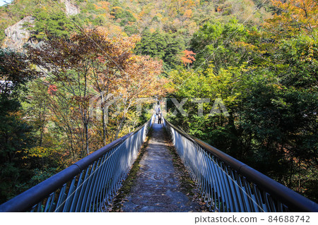 洋李咆哮公園吊橋 洋李咆哮公園吊橋 84688742