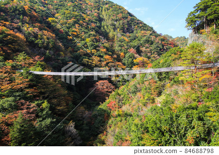 Plum tree roaring park Suspension bridge Plum tree roaring park Suspension bridge 84688798