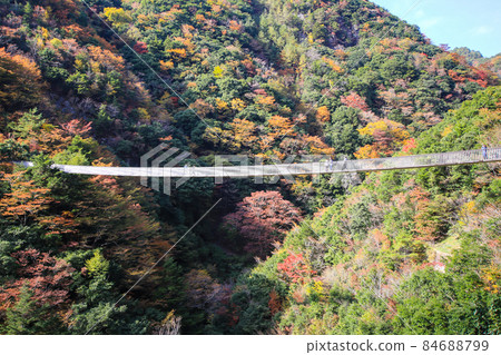 Plum tree roaring park Suspension bridge Plum tree roaring park Suspension bridge 84688799