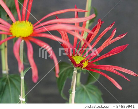 紅肥菊 紅肥菊 84689941