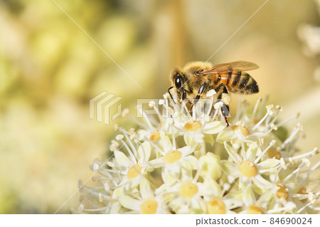 紙本花卉和蜜蜂 84690024