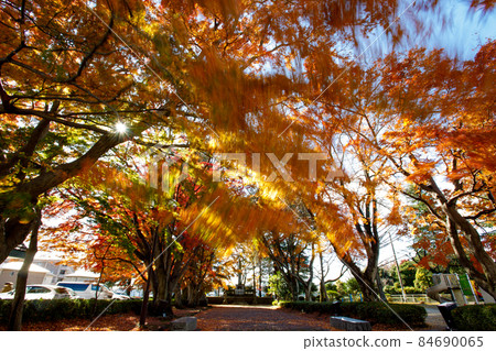 Autumn leaves Oyama approach 84690065