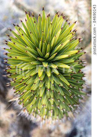 Joshua tree (Yucca brevifolia) 84690143