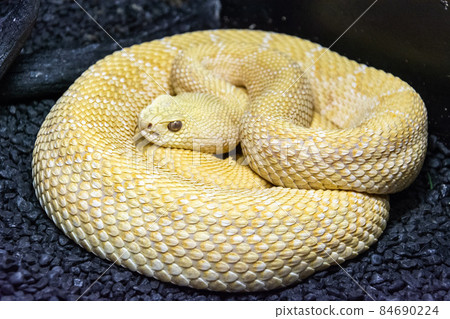 Albino Western Diamondback Rattlesnake Albino Western Diamondback Rattlesnake 84690224