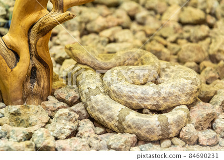 Mottled Rock Rattlesnake Mottled Rock Rattlesnake 84690231