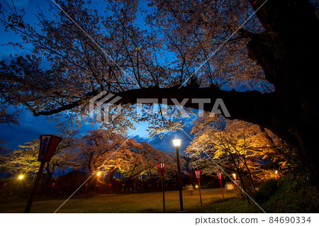 櫻花燈飾 小田原城跡 84690334