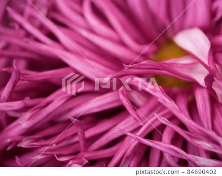 紫菊花“一客棧” 紫菊花“一客棧” 84690402
