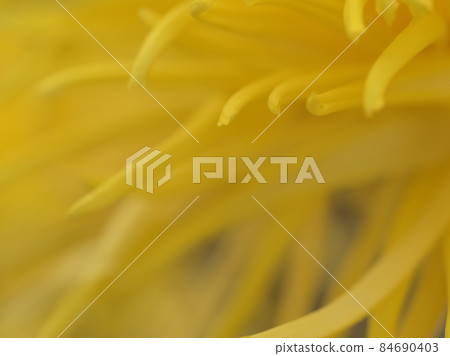 黃色菊花“江戶金泉” 黃色菊花“江戶金泉” 84690403