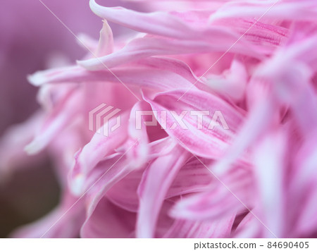 粉紅菊花“寶” 粉紅菊花“寶” 84690405