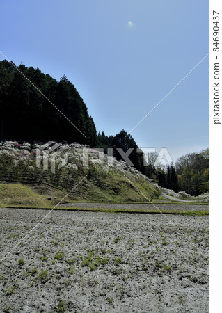 Peach Blossom Peach Blossom 84690437