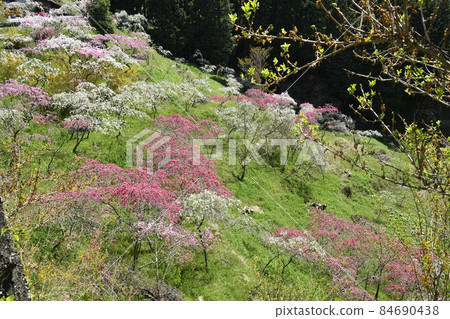 桃花 桃花 84690438