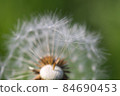 蒲公英 84690453