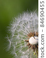 蒲公英 84690455