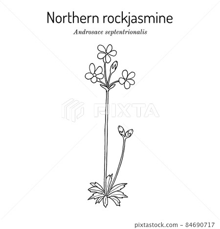 Northern rockjasmine Androsace septentrionalis , medicinal plant Northern rockjasmine Androsace septentrionalis , medicinal plant 84690717