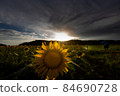 向日葵日落 84690728