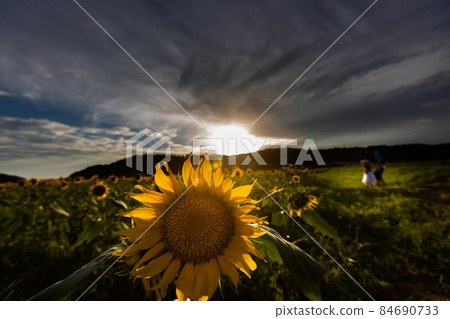 向日葵日落 84690733