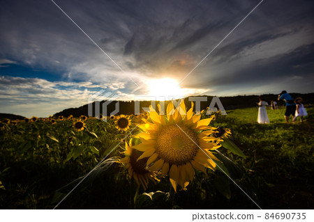 向日葵日落 84690735