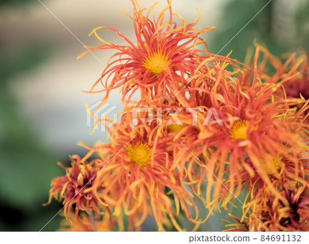 Red chrysanthemum flower "Saga autumn leaves" Red chrysanthemum flower "Saga autumn leaves" 84691132