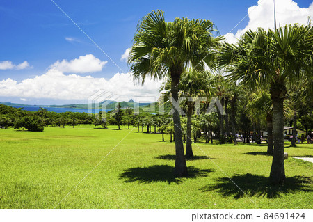 The beautiful grasslands, woods, and blue sky background in Eluanbi, This scenic area is located in Kenting National Park in Pingtung, Taiwan. The beautiful grasslands, woods, and blue sky background in Eluanbi, This scenic area is located in Kenting National Park in Pingtung, Taiwan. 84691424