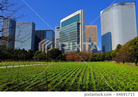 秋天的濱離宮和汐留的摩天大樓 84691715