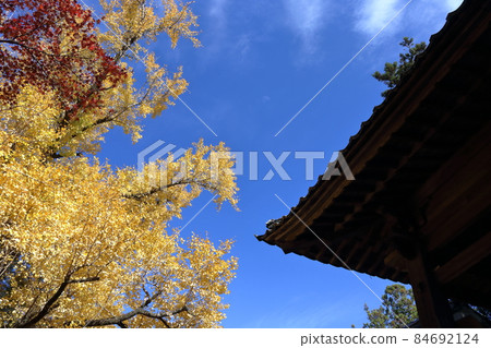 Ginkgo and autumn sky (Godaisan Chikurinji Temple, Kochi Prefecture) Ginkgo and autumn sky (Godaisan Chikurinji Temple, Kochi Prefecture) 84692124