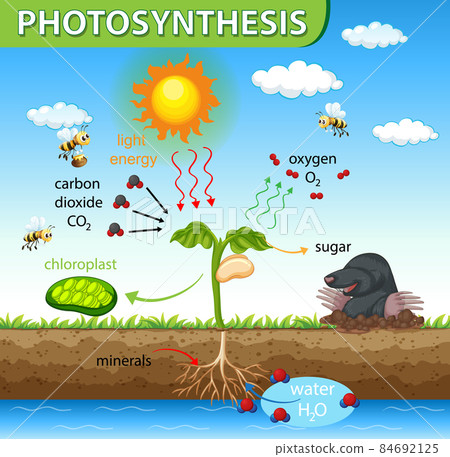Diagram showing process of photosynthesis in plant 84692125