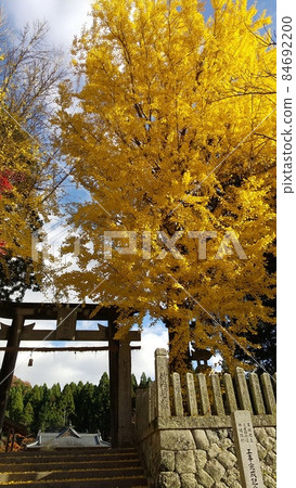 Former Fukumoto Clan Jinya Ruins in Autumn_Ginkgo Former Fukumoto Clan Jinya Ruins in Autumn_Ginkgo 84692200