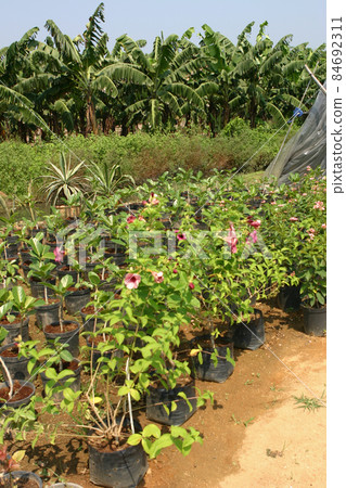 THE a nursery of plants and trees for gardening THE a nursery of plants and trees for gardening 84692311