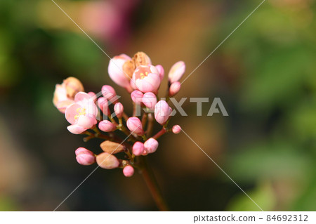 a Close up beautiful Jatropha integerrima flowers in the garden. 84692312