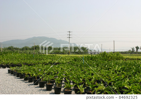 a nursery of plants and trees for gardening. 84692325