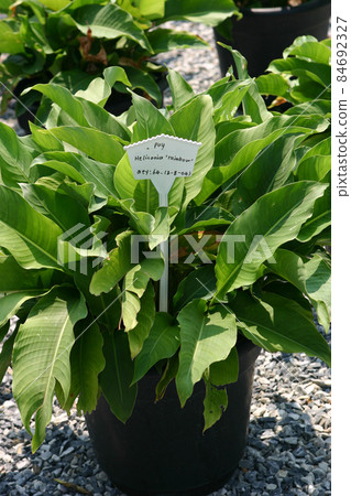 the nursery of plants and trees for gardening. 84692327