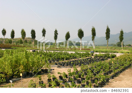 a nursery of plants and trees for gardening. 84692391
