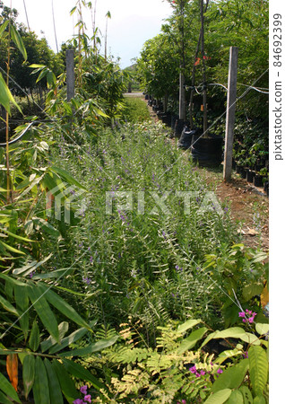 the nursery of plants and trees for gardening. 84692399