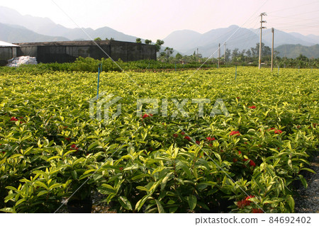 the nursery of plants and trees for gardening. the nursery of plants and trees for gardening. 84692402